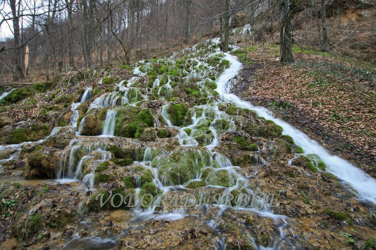 Beljanički buk - fotografija 1